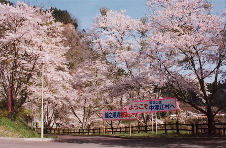 蜂の巣湖桜並木