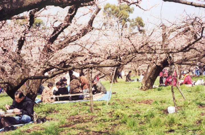 日田おおやま梅まつり