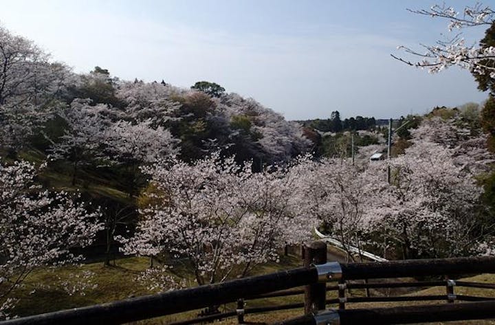 垂水公園さくらまつり