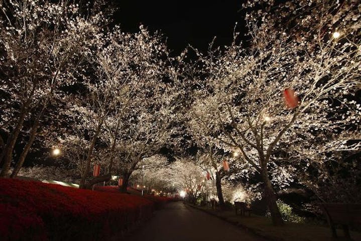 天ケ城開門さくらまつり