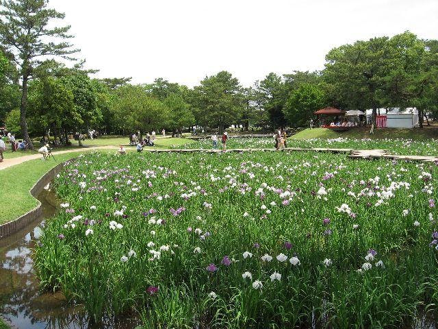 はなしょうぶまつり