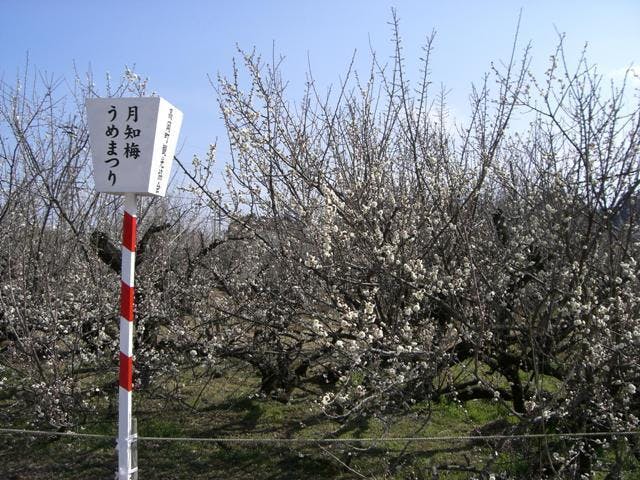 月知梅うめまつり