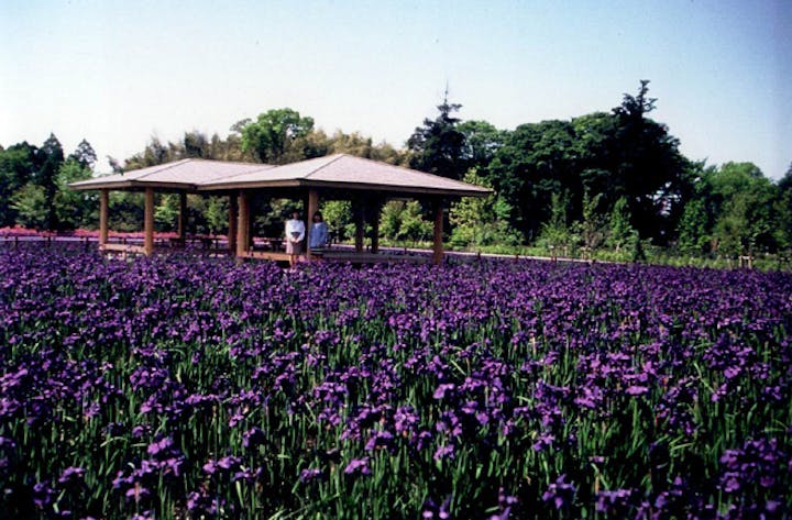 早水公園のアヤメ
