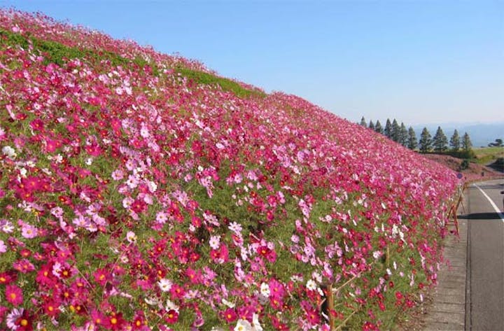 生駒高原のコスモス