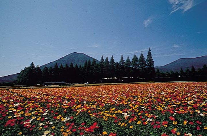 生駒高原のアイスランドポピー
