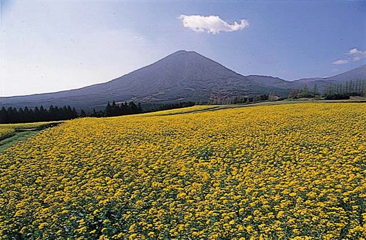 生駒高原の菜の花