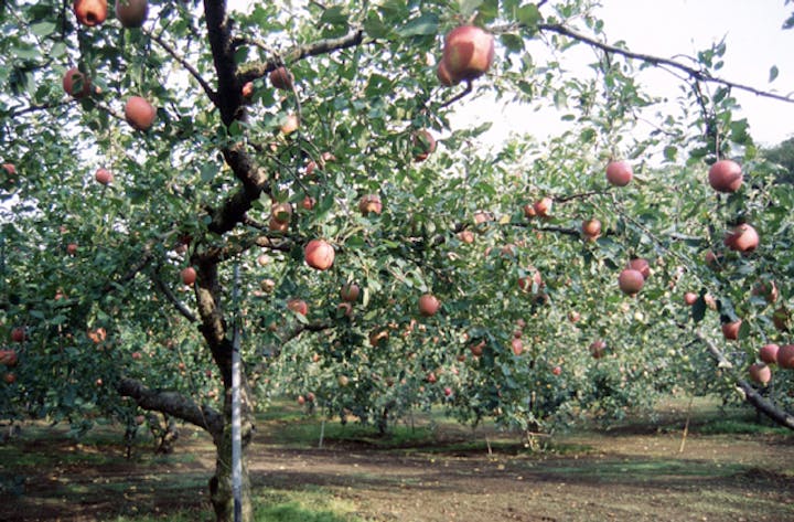 生駒高原りんご園