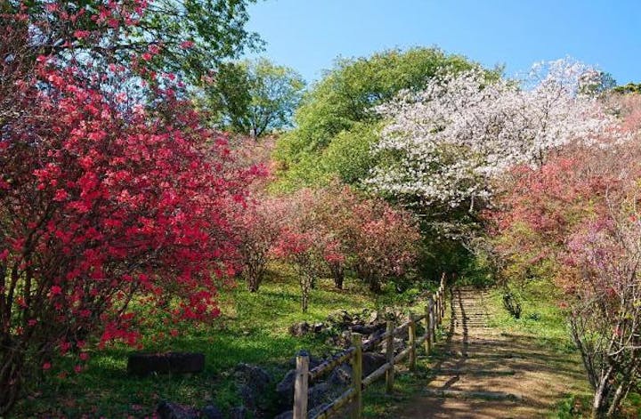 高取山公園のミツバツツジ