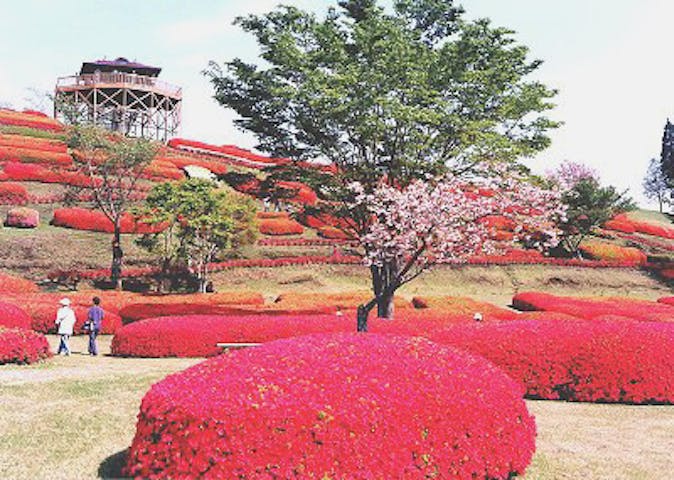 椎八重公園のツツジ