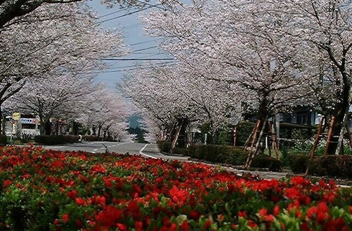 観音池公園のツツジと桜