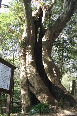 森林セラピー綾神社周辺コース
