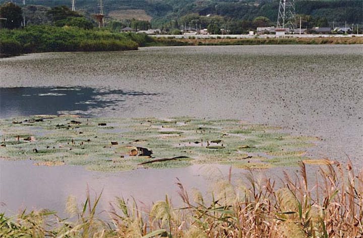 オニバス自生地（岩渕大池）