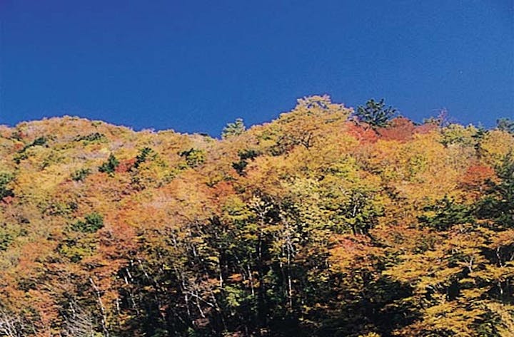 尾前渓谷の紅葉