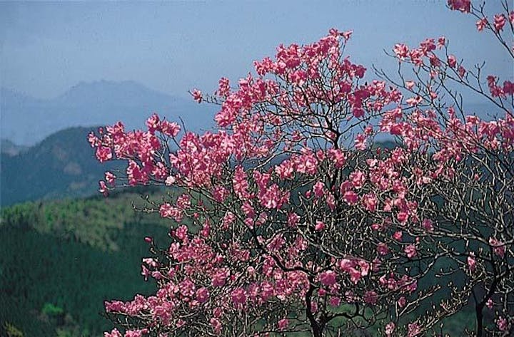 祖母山のアケボノツツジ