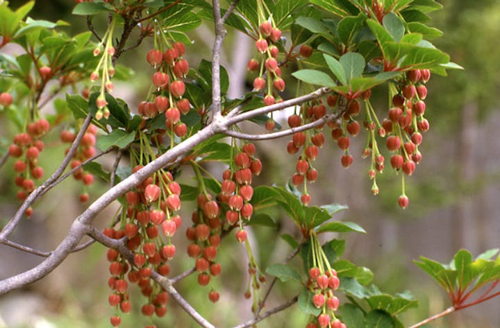 祖母山のドウダンツツジ