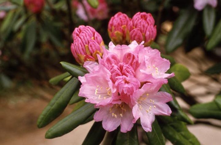 祖母山のシャクナゲ