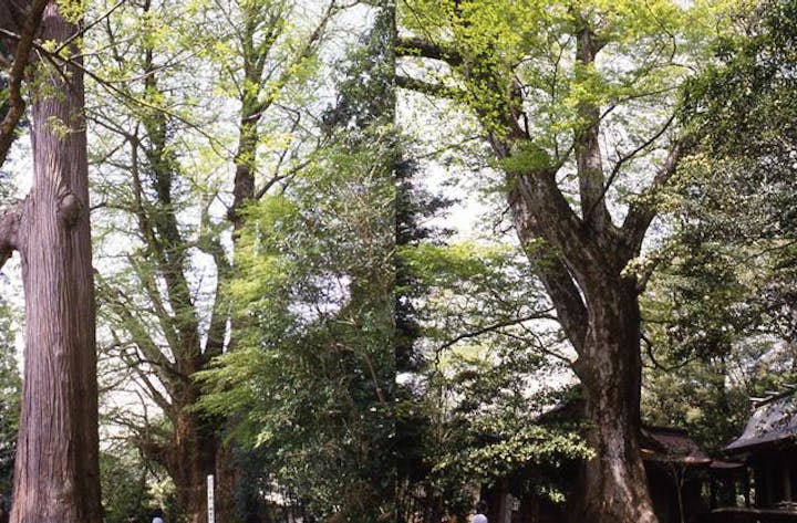 下野八幡大神社のケヤキとイチョウ