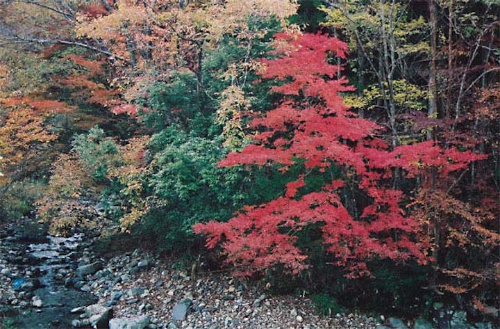 五ヶ瀬渓谷の紅葉