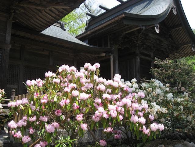 しだれ桜と石楠花祭