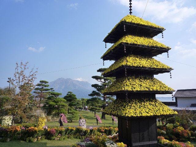 仙巌園菊まつり