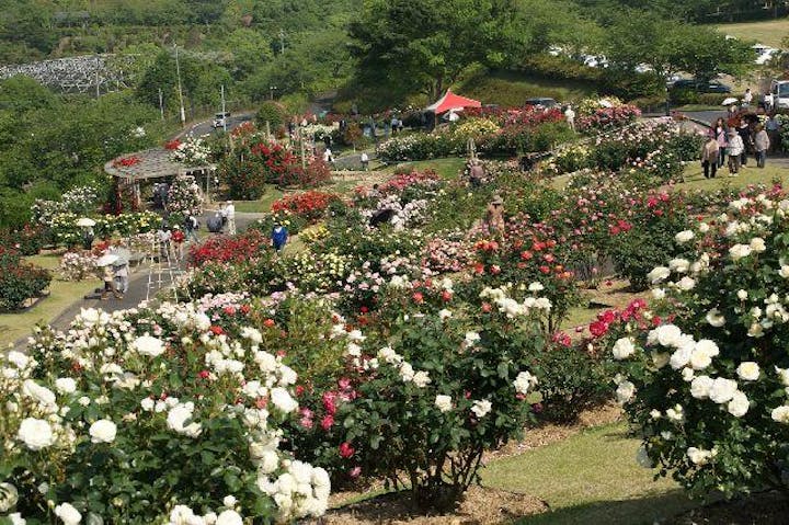 【開催中止】錦江湾公園はなまつり