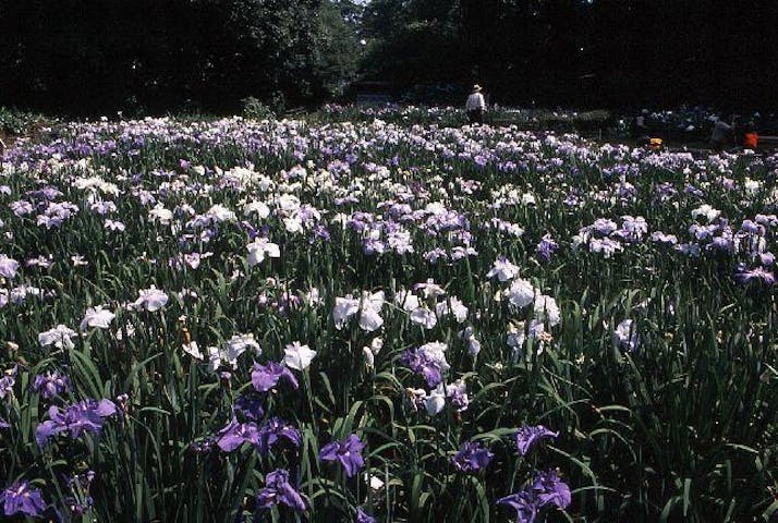 平川動物公園花しょうぶまつり