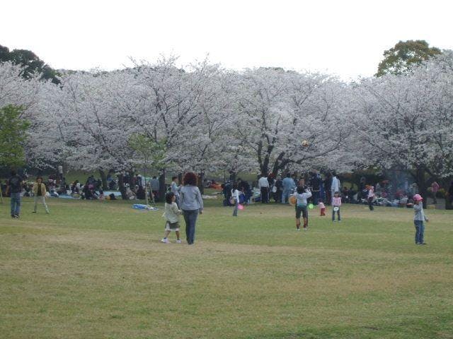 吉野公園桜まつり