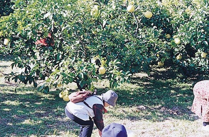 尾崎地区文旦狩り