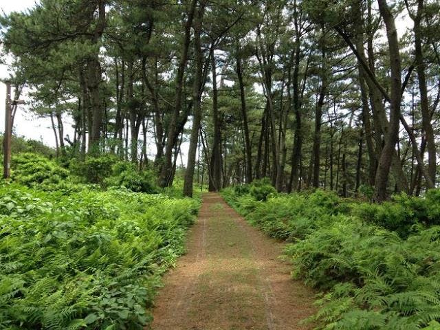 阿久根大島公園遊歩道
