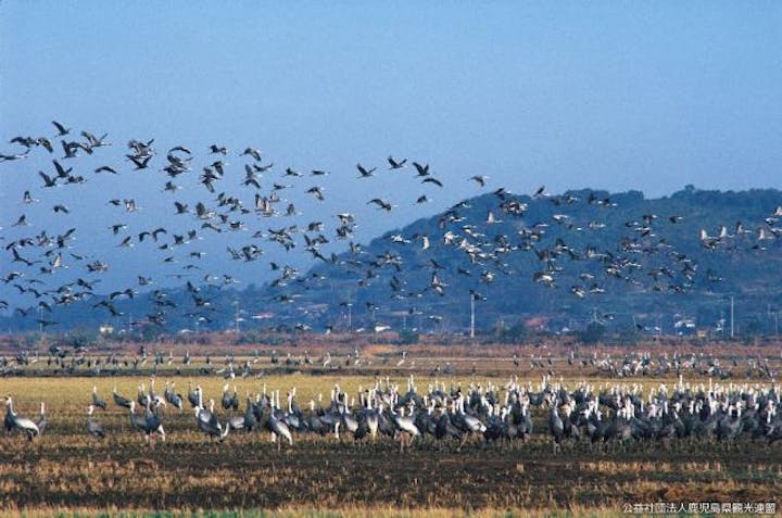 鹿児島県のツル及びその渡来地