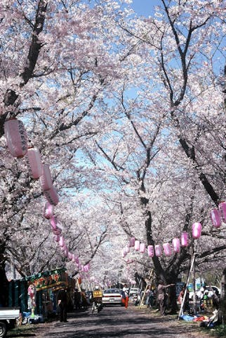 忠元公園の桜並木
