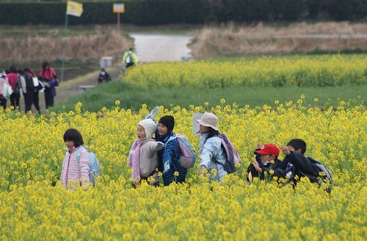 いぶすき菜の花マーチ