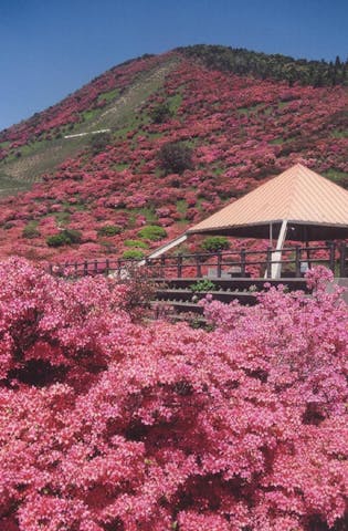 【2021年開催中止】高峠春のつつじ祭り