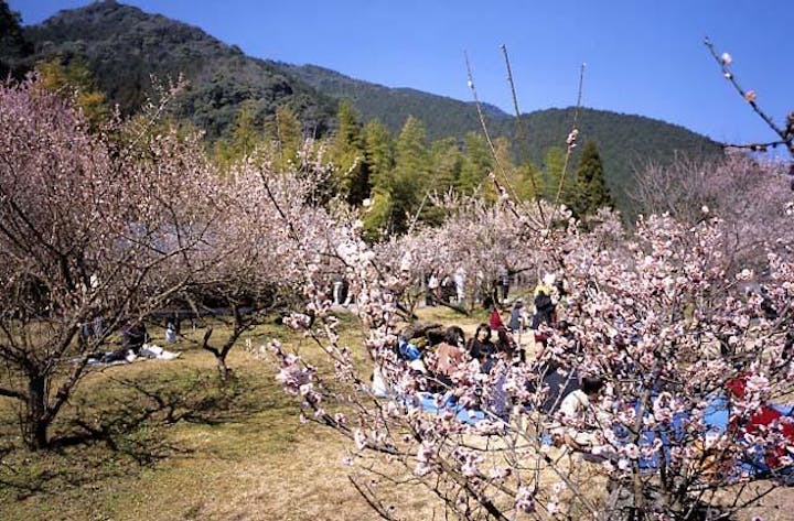 藤川天神臥竜梅