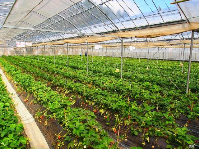 観光農園（霧島市）