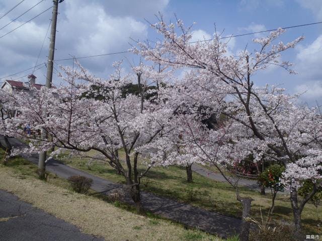 霧島高原国民休養地の桜