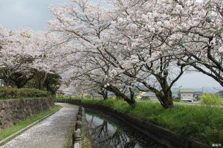 日当山千本桜