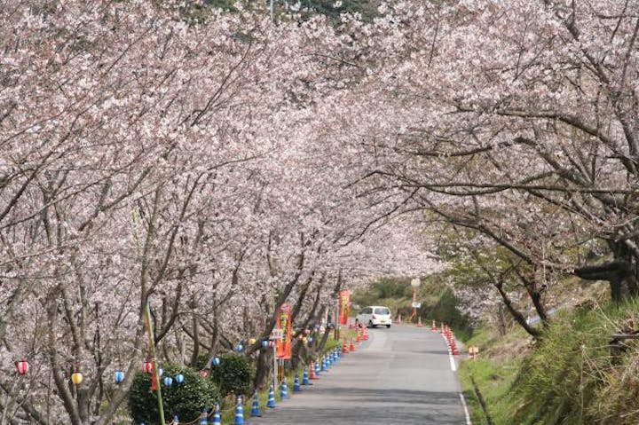 観音ヶ池町民の森の桜