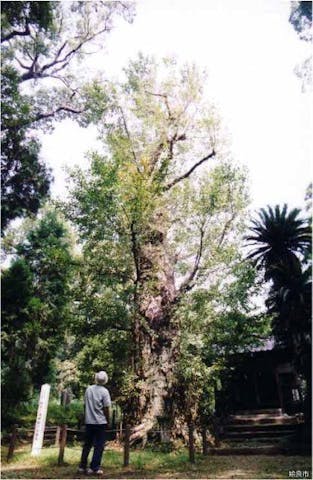 帖佐新正八幡神社
