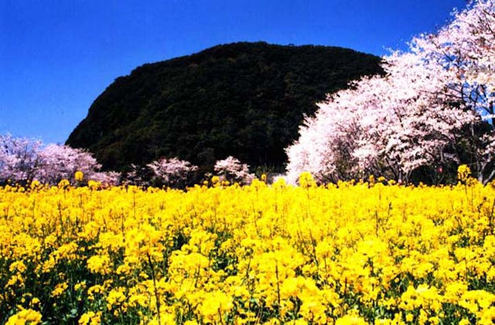 丸山いこいの森公園