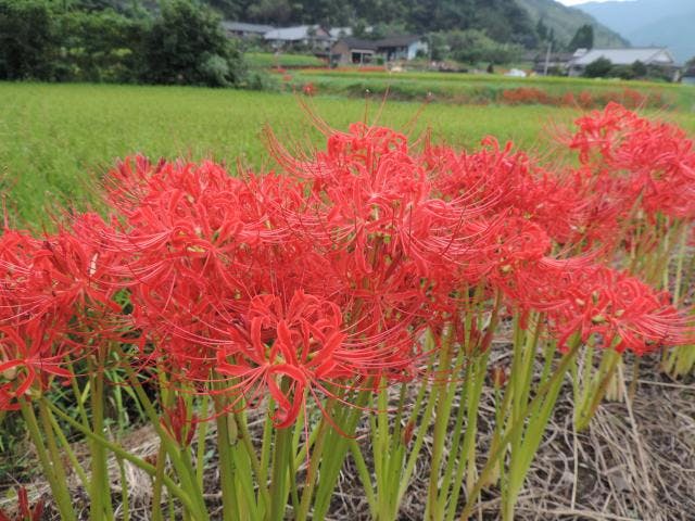 【2021年中止】柊野ひがん花まつり