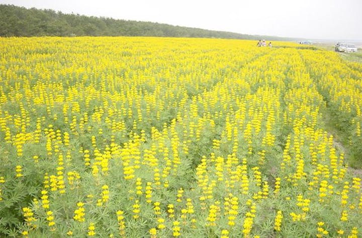 【2021年開催中止】ルーピン祭り＆潮干狩り