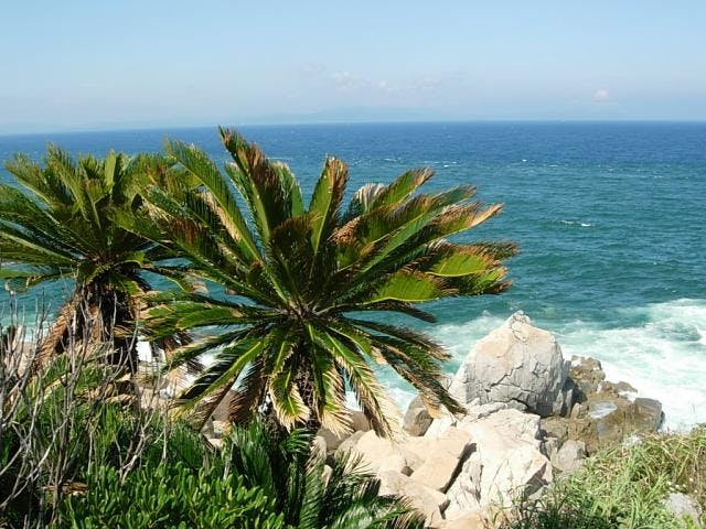 火崎のビロウ・ソテツ自生林