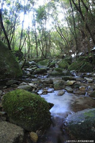 稲尾岳の照葉樹林