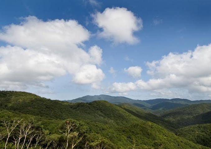 神屋・湯湾岳の照葉樹林