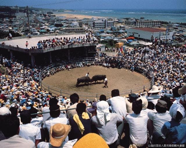 闘牛【アソビュー！】