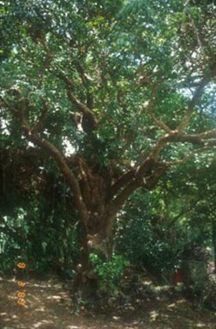 首里金城の大アカギ