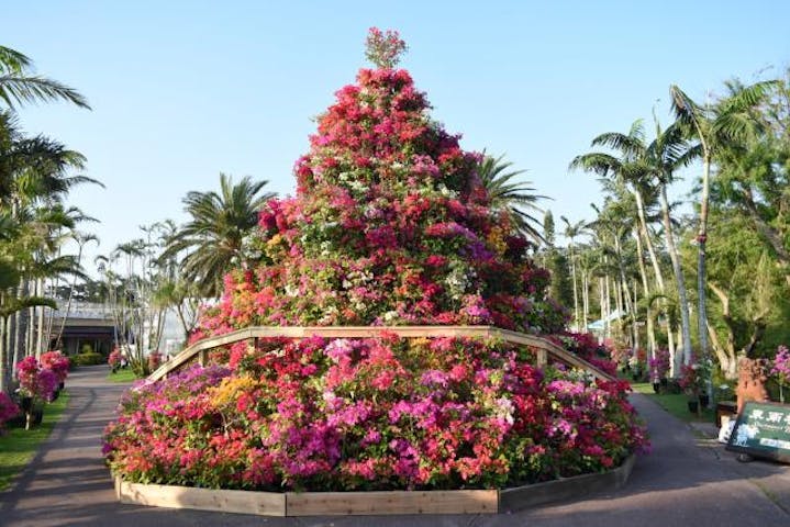 東南植物楽園 おきなわブーゲンフェア2021