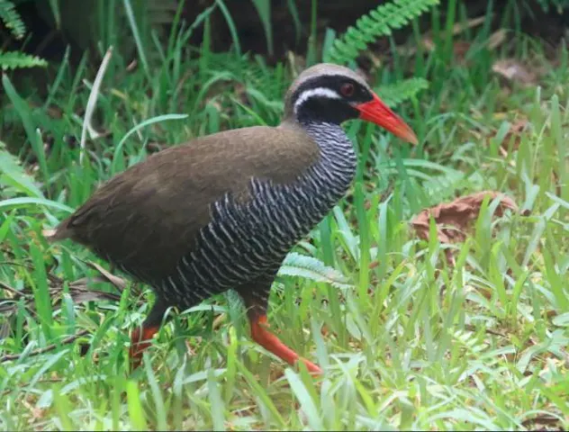ヤンバルクイナ アソビュー