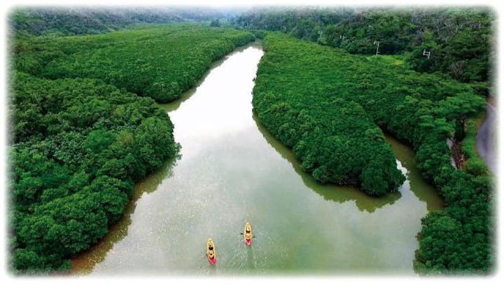 慶佐次湾のヒルギ林